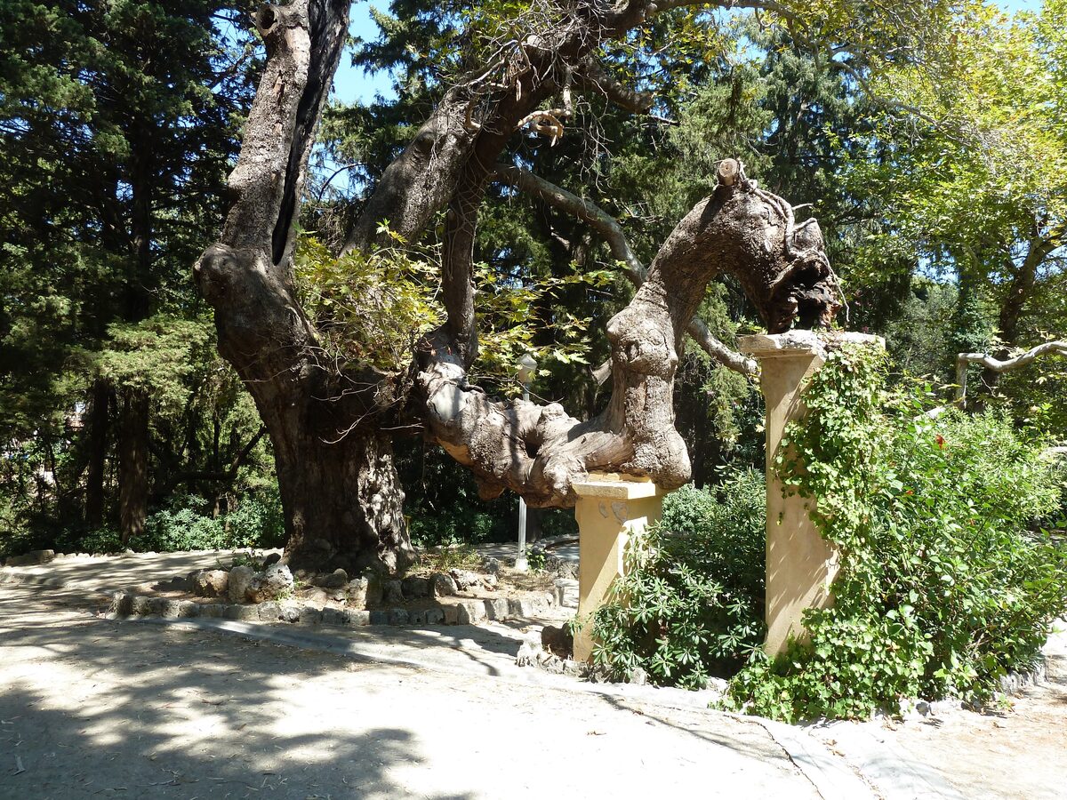 Gnarled old trees and weathered stone columns in the shade of Rodini Park