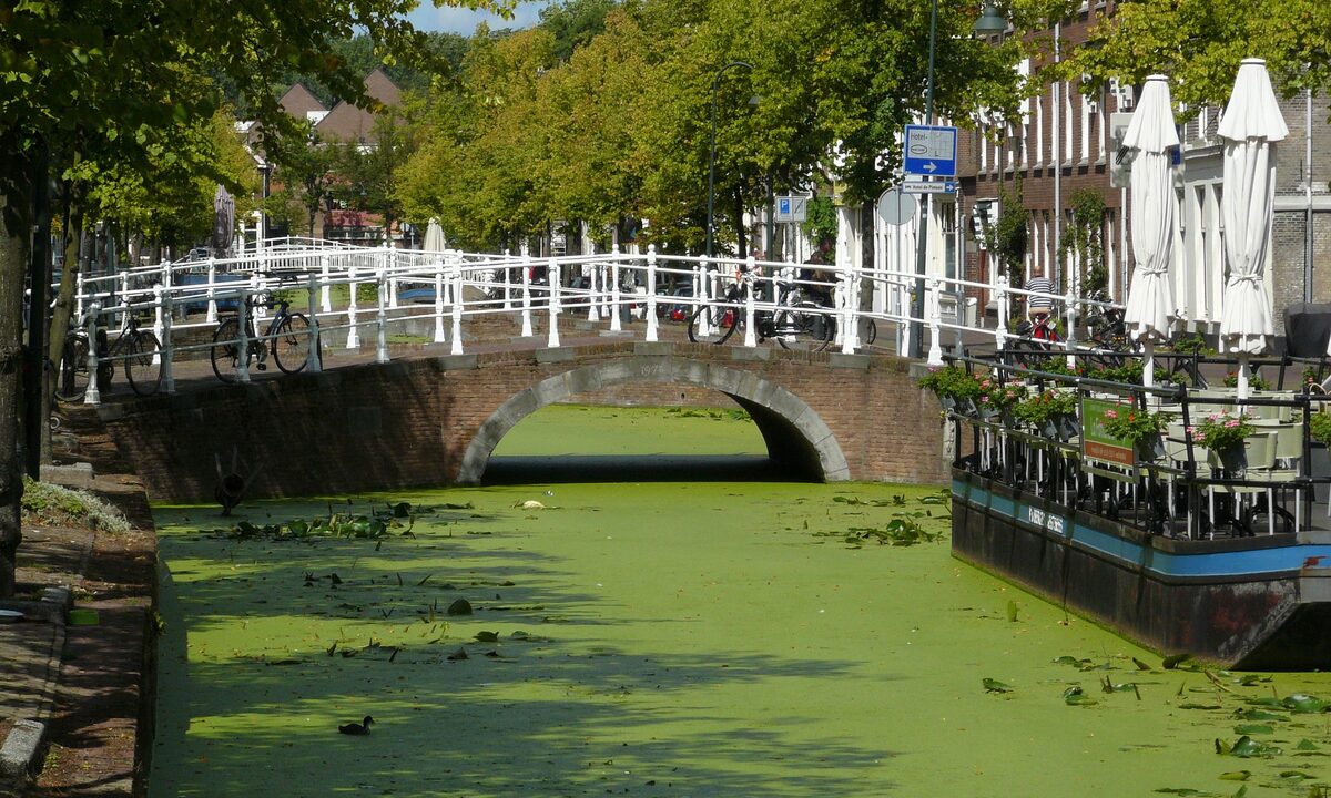 A canal in Delft with a white-railed bridge, café terraces and trees, the water covered in green duckweed