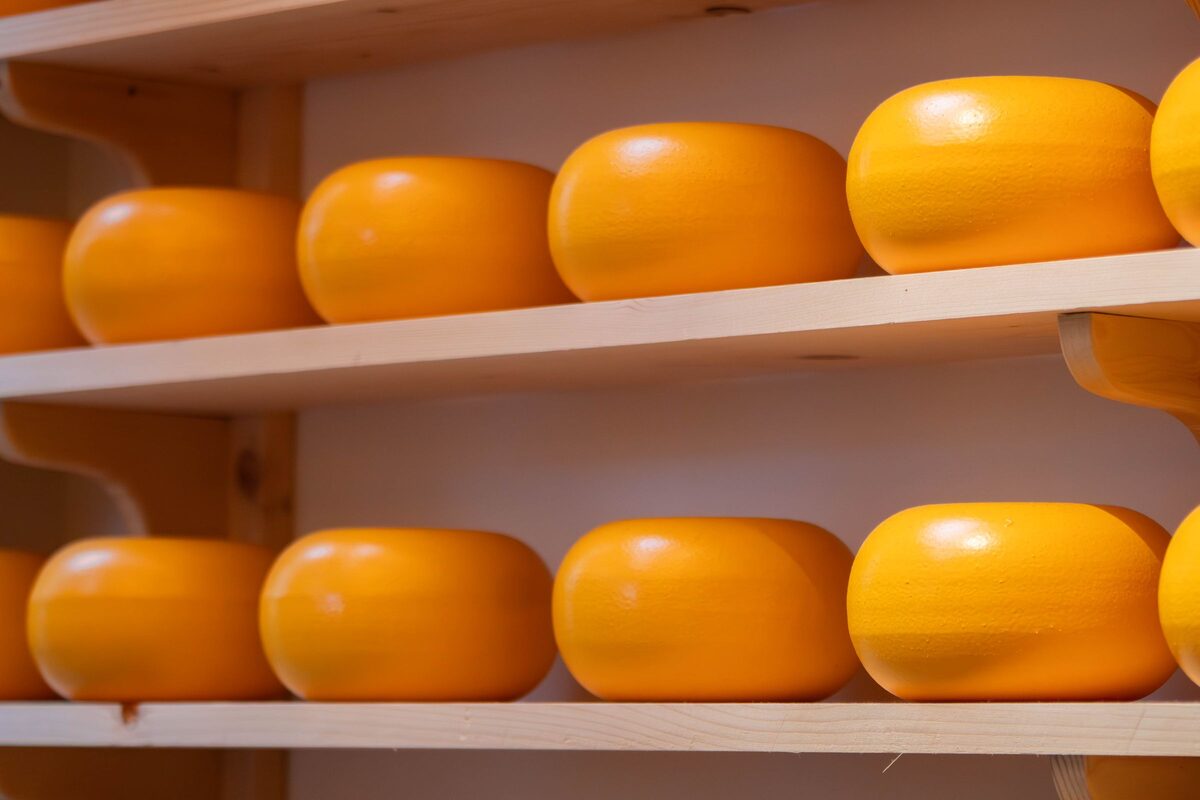 Rows of round yellow Gouda cheeses on wooden shelves