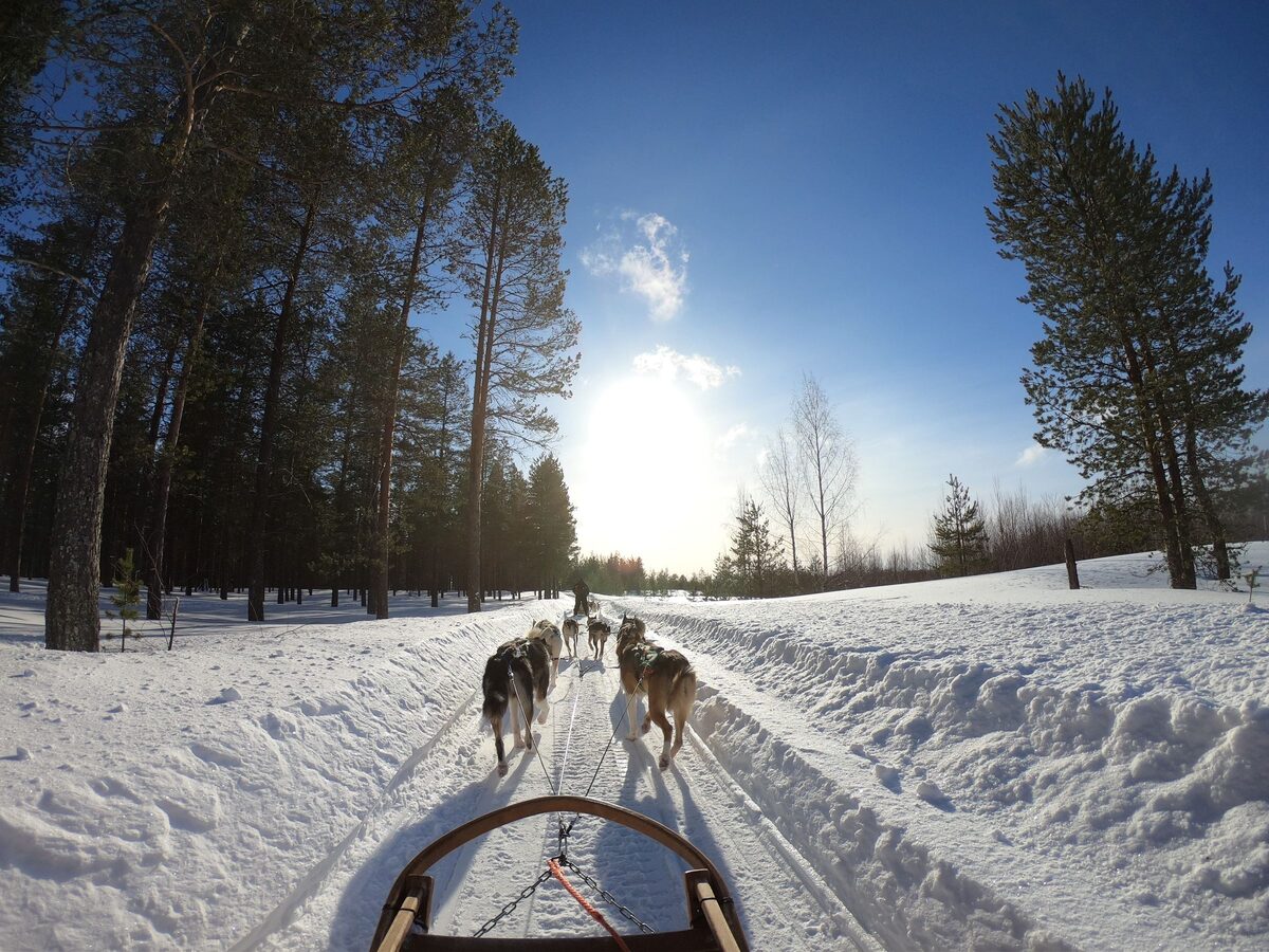View from a dog sled of a team of huskies running along a snowy forest track in the sun