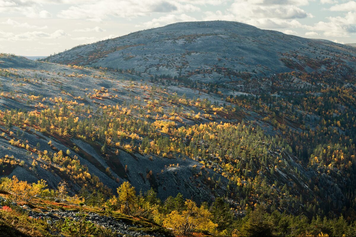A rounded fell with dark rock and autumn-colored birches on its slopes in Pyhä-Luosto National Park