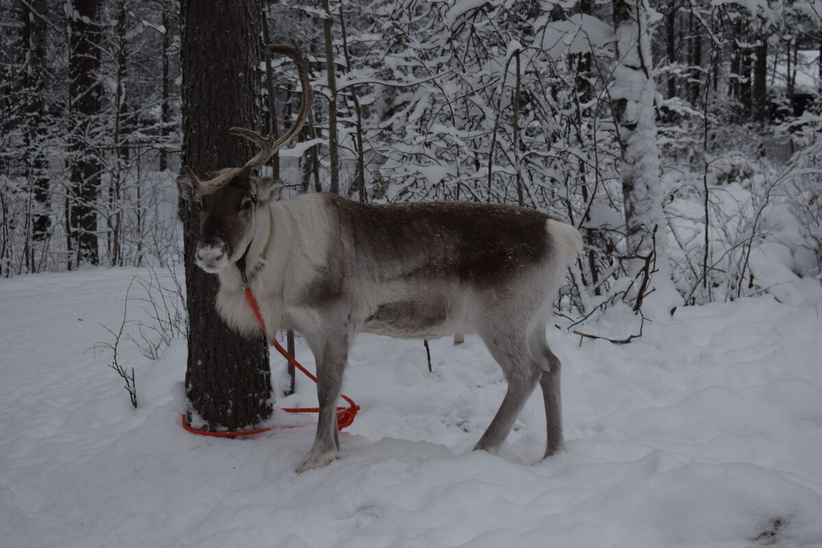 A reindeer with antlers standing in deep snow in a forest, tied to a tree with a red rope