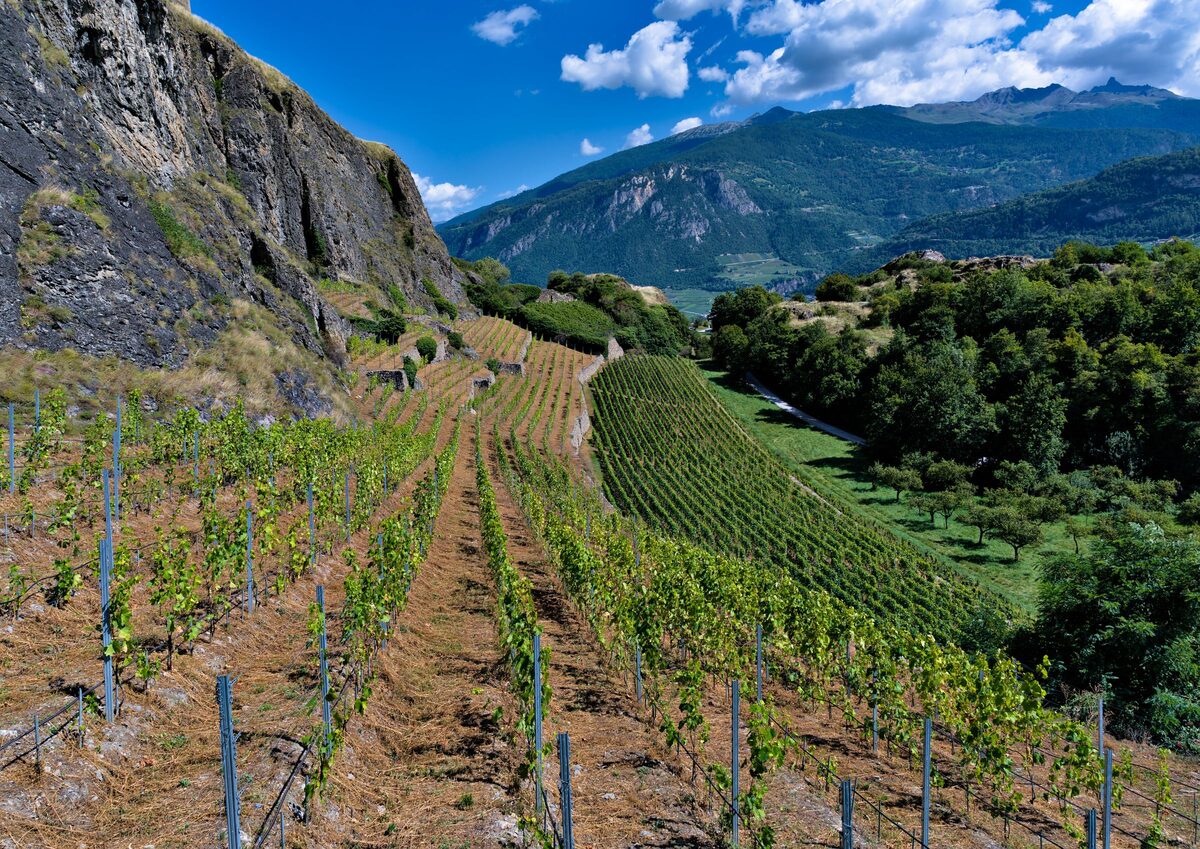 Terraced vineyard rows with young vines below a rock face, mountains behind