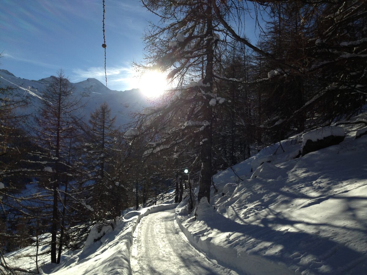 A snow-packed winter path through a larch forest with low sun behind
