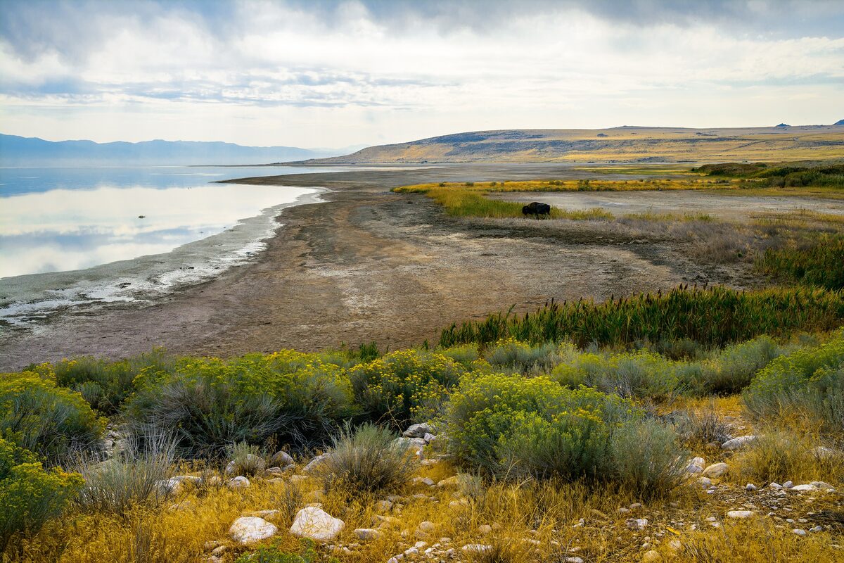The shore of the Great Salt Lake seen from a sagebrush hillside on Antelope Island, with a bison grazing far off