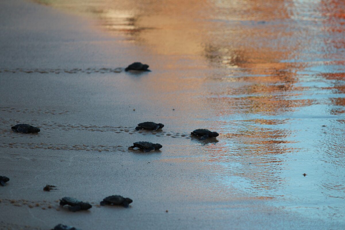 Hatchling sea turtles crawling across wet sand toward the sea, with orange light reflected in the water
