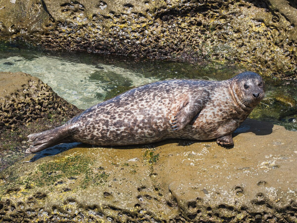 A spotted harbor seal resting on the rocks at Children's Pool