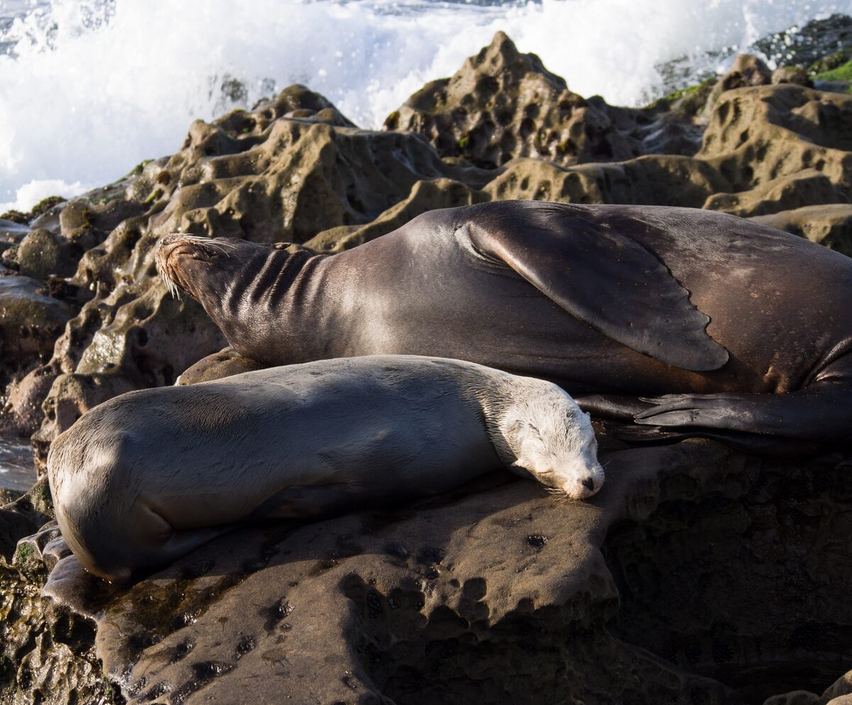 Two California sea lions sleeping on the rocks at La Jolla Cove