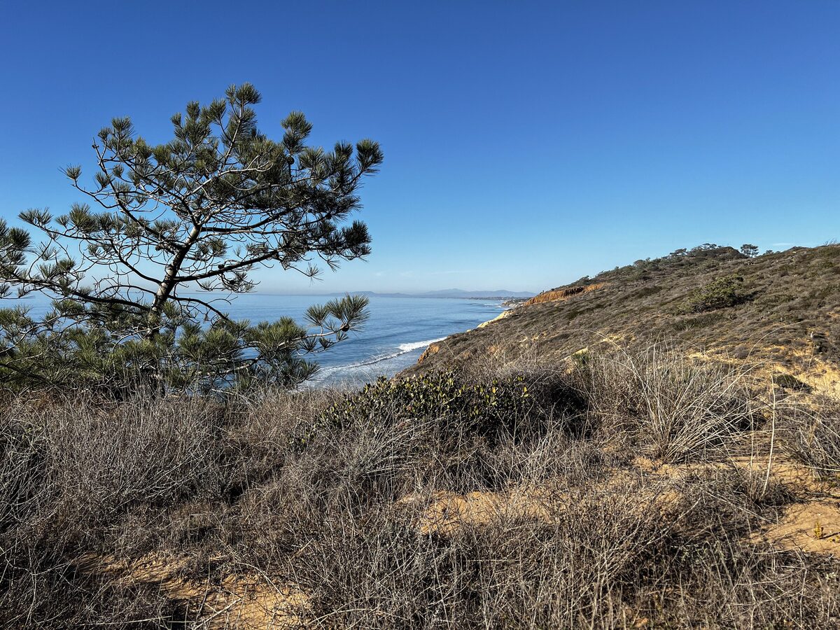 A wind-shaped Torrey pine on a bluff above the Pacific