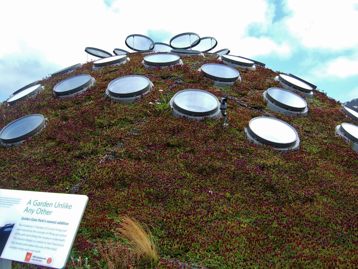 The planted living roof of the California Academy of Sciences, a green dome dotted with round skylights