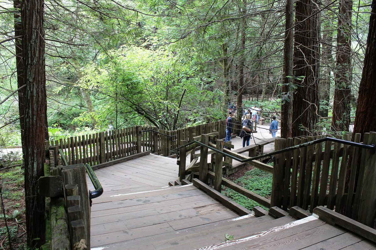 A wooden boardwalk winding between tall coast redwoods in Muir Woods
