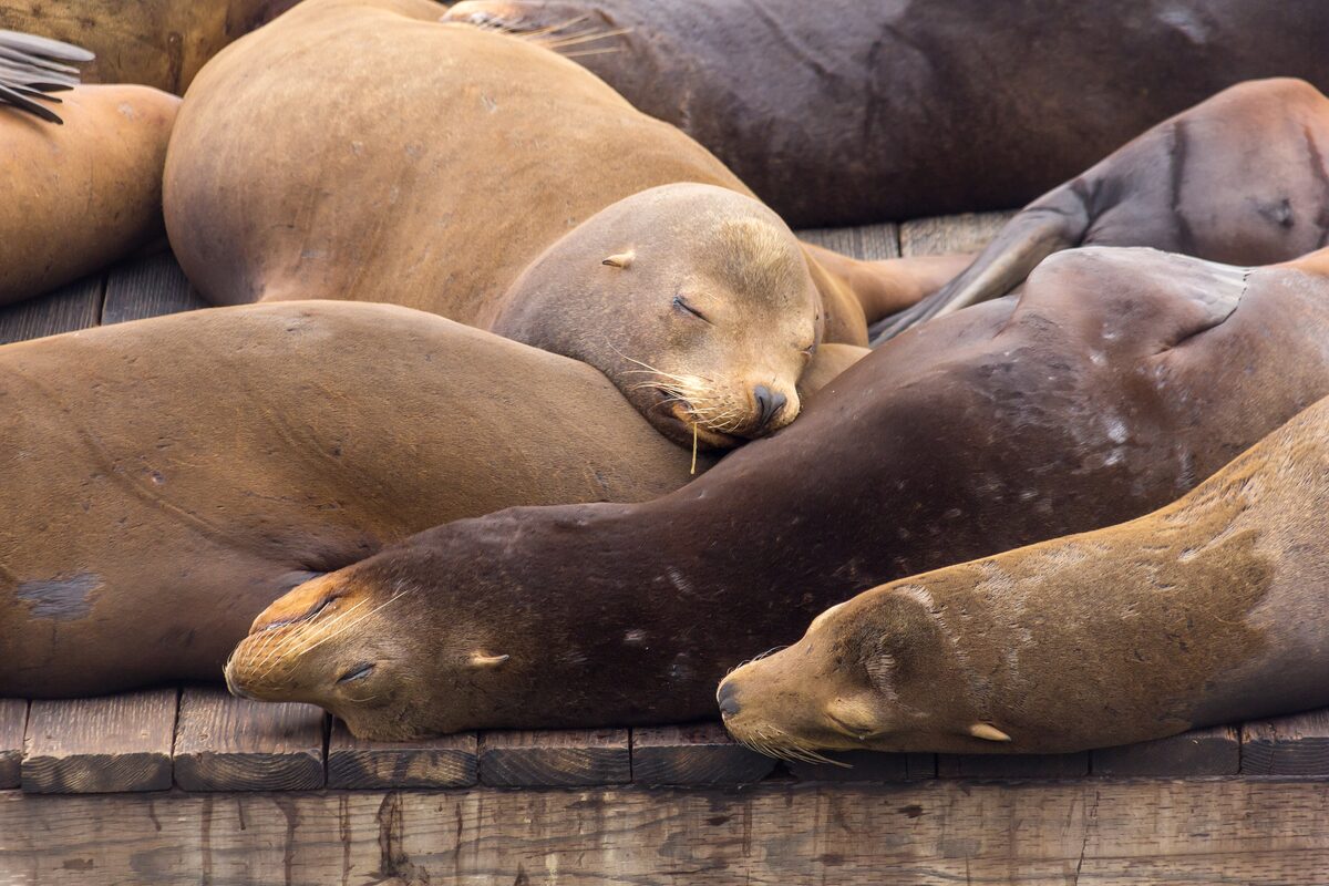 California sea lions sleeping in a heap on the floating docks at Pier 39