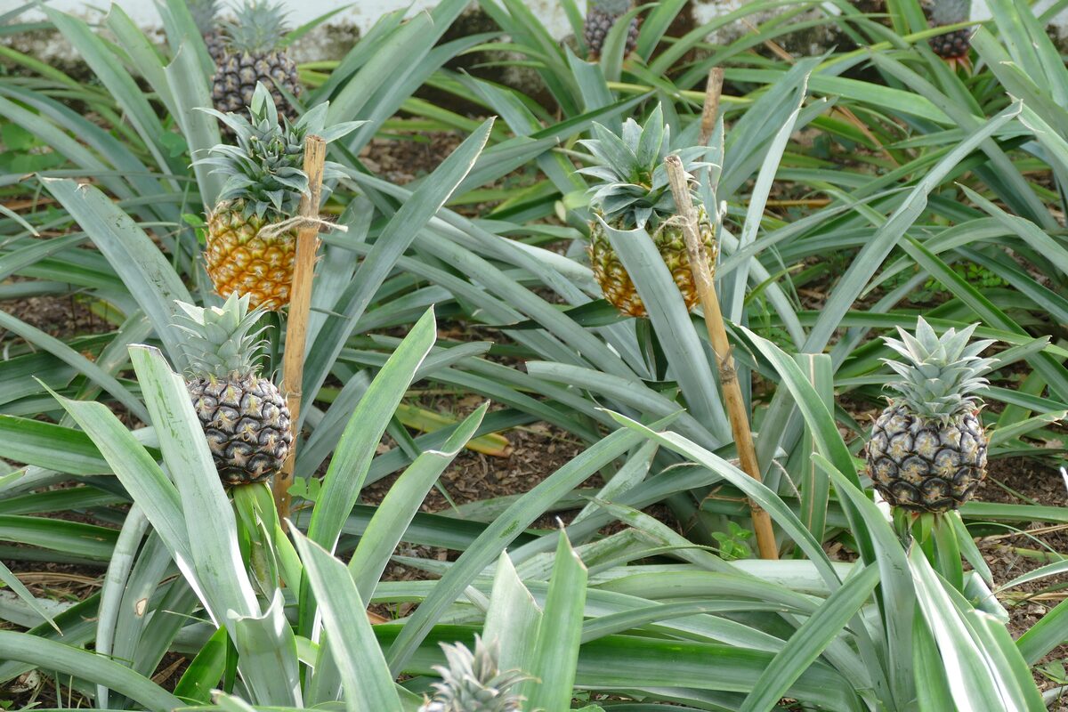 Pineapples ripening among the spiky leaves on the Arruda plantation in Ponta Delgada