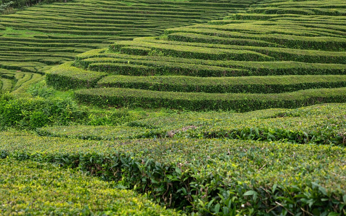 Rows of green tea bushes running down terraced slopes at the Gorreana plantation