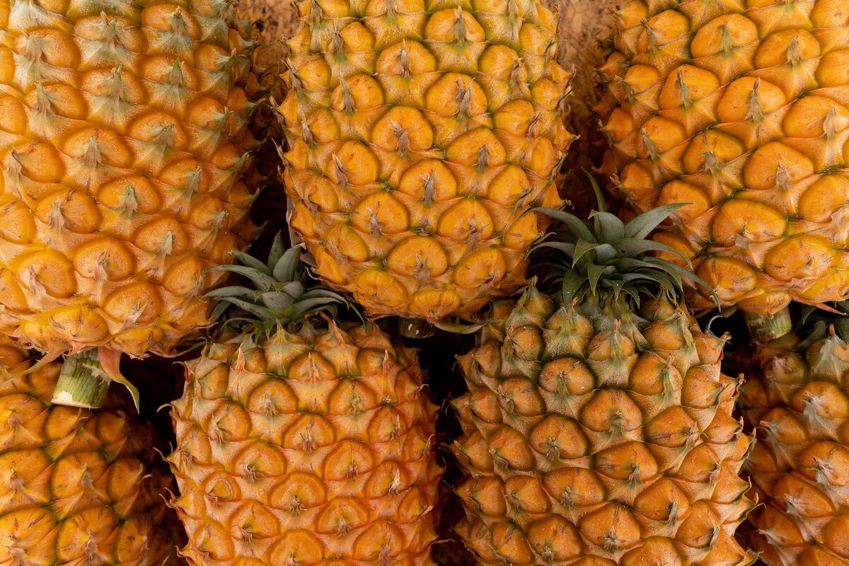 A pile of golden Azorean pineapples with their green crowns
