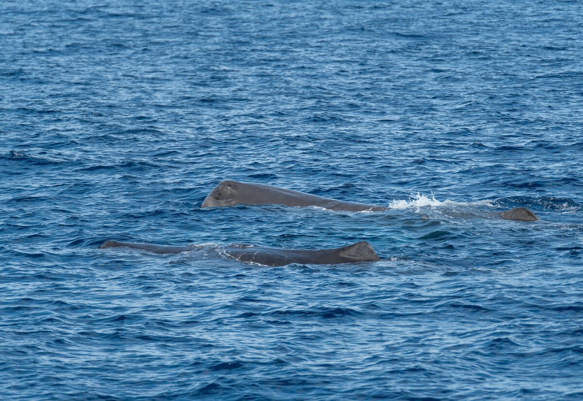 Two sperm whales at the surface of the deep blue Atlantic off São Miguel, their grey backs just above the water