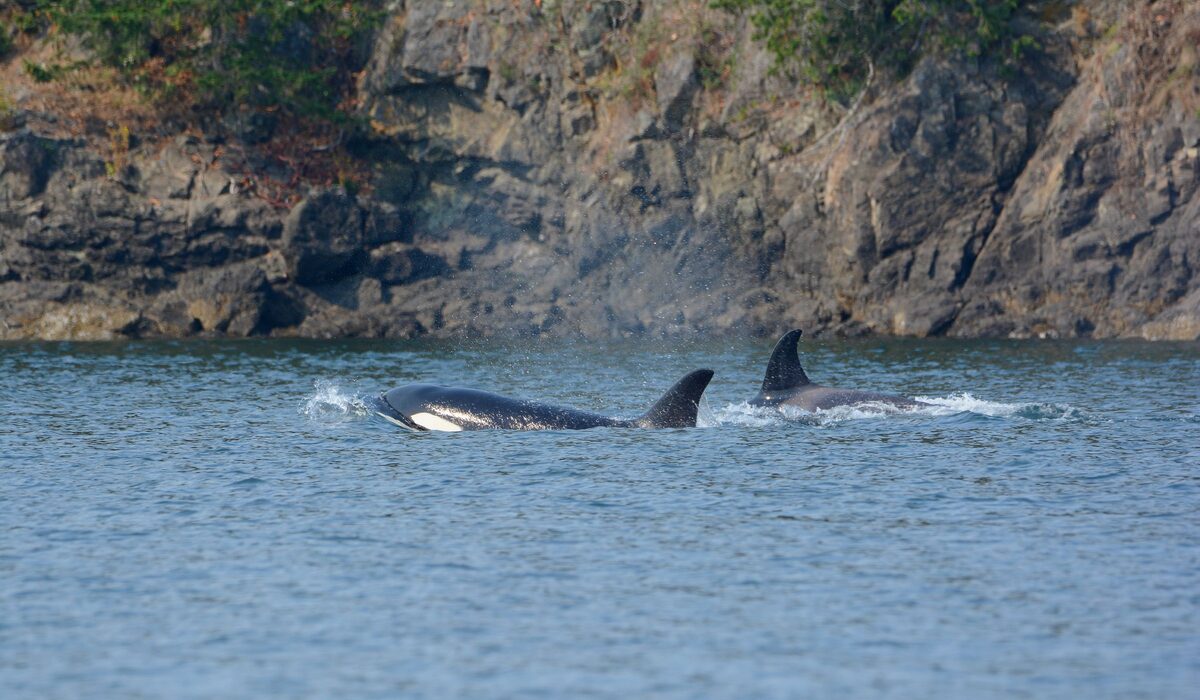 Orcas surfacing near a rocky shore in the San Juan Islands