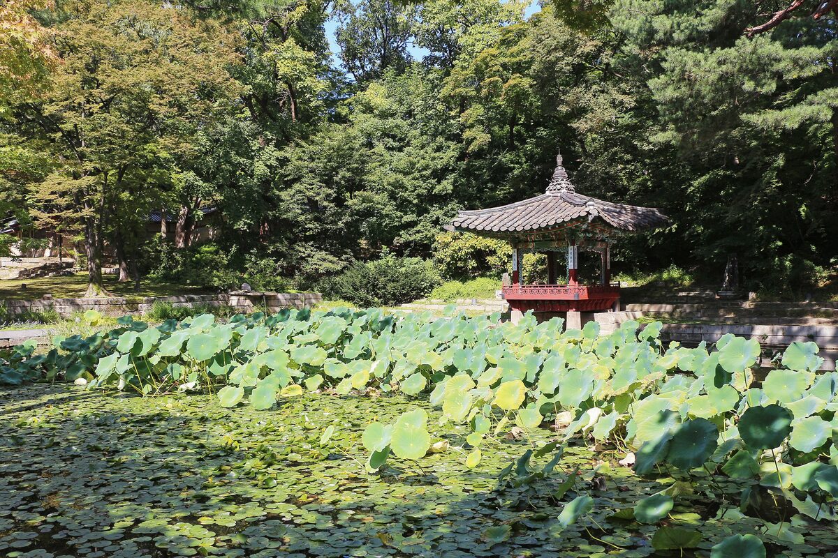 Lotus leaves on a pond with a small wooden pavilion among trees, in the Huwon Secret Garden of Changdeokgung