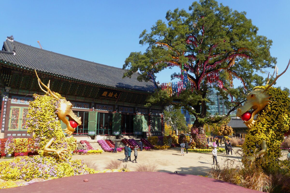 Jogyesa temple's main hall and old tree, framed by two dragon sculptures made of yellow chrysanthemums during the autumn flower display