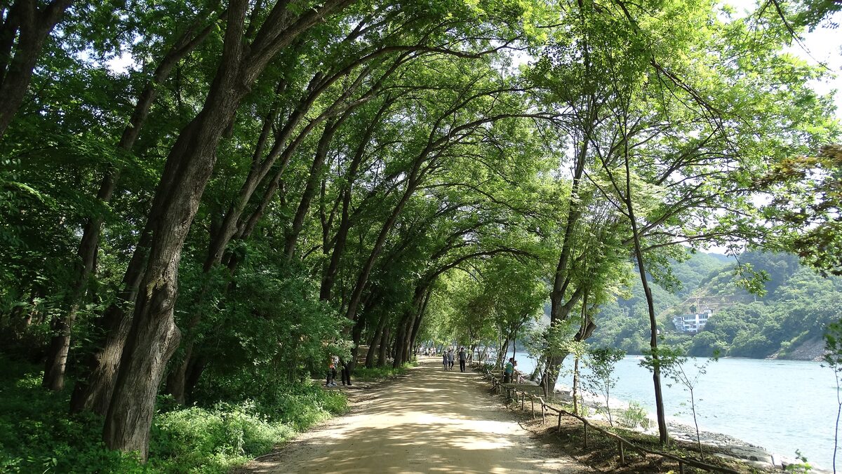 A dirt path under an arch of tall trees along the river shore on Nami Island, with green hills across the water