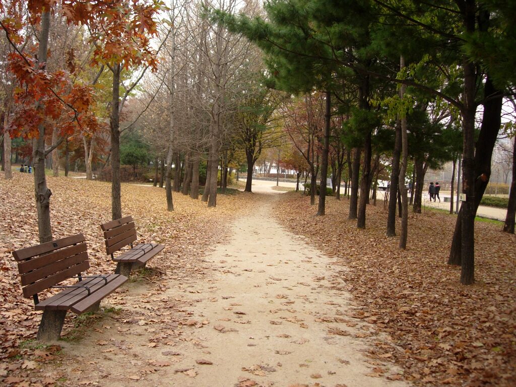 A sandy path through Seoul Forest lined with autumn trees and wooden benches, fallen leaves on the ground