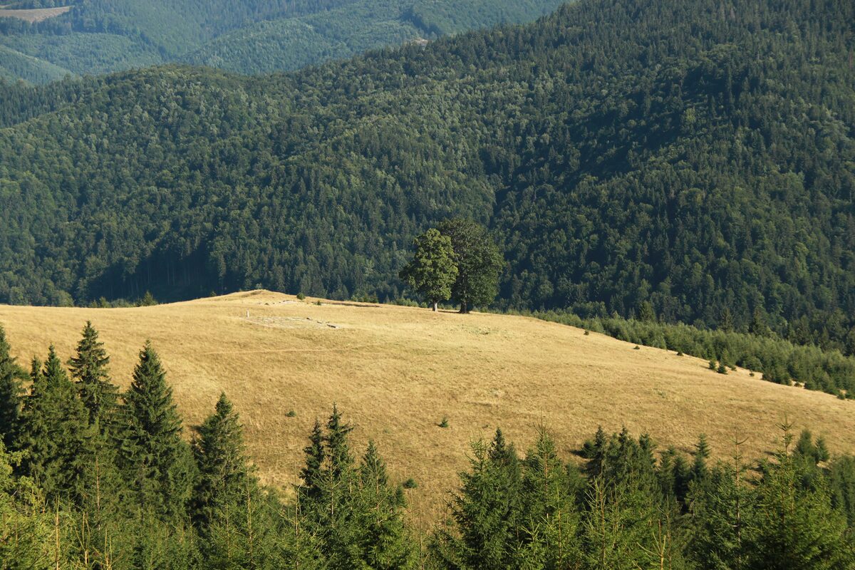 A golden mountain meadow at Păltiniș framed by young spruce, with dense forest covering the slopes behind