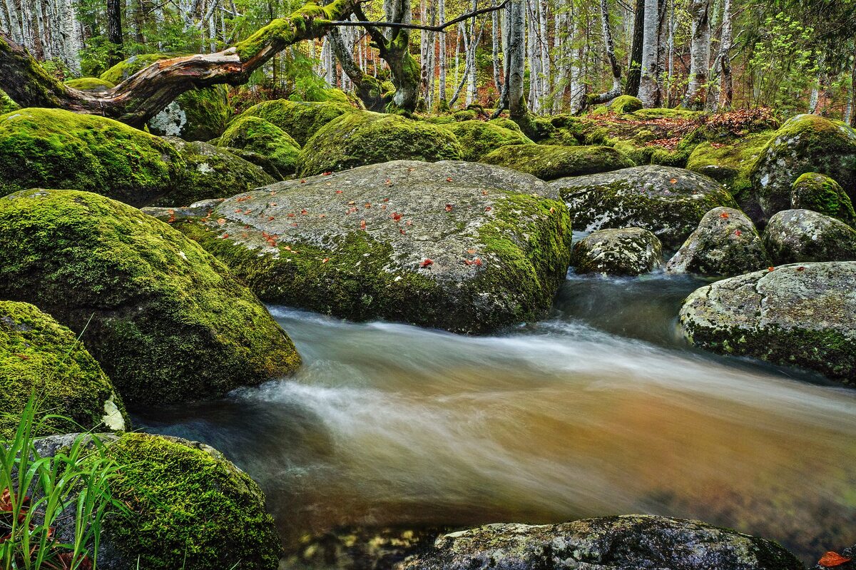 A mountain stream flowing between huge moss-covered granite boulders in the beech forest at Zlatnite Mostove (Golden Bridges) on Vitosha.