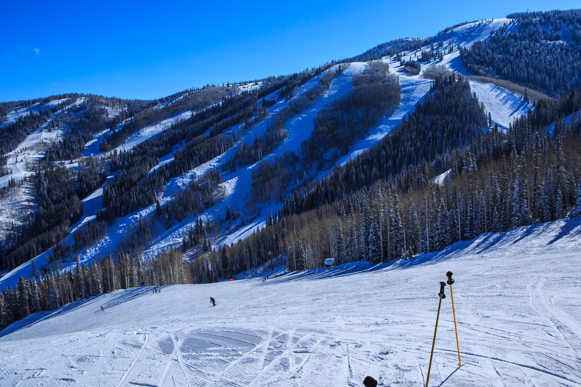 Snowy ski runs cut through forested slopes at Steamboat under blue sky