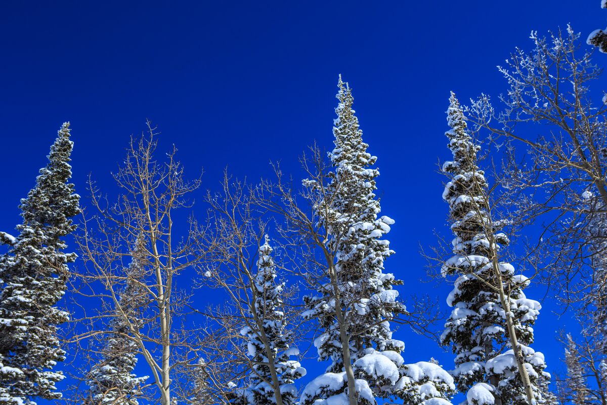 Snow-covered aspen and spruce trees against a deep blue winter sky
