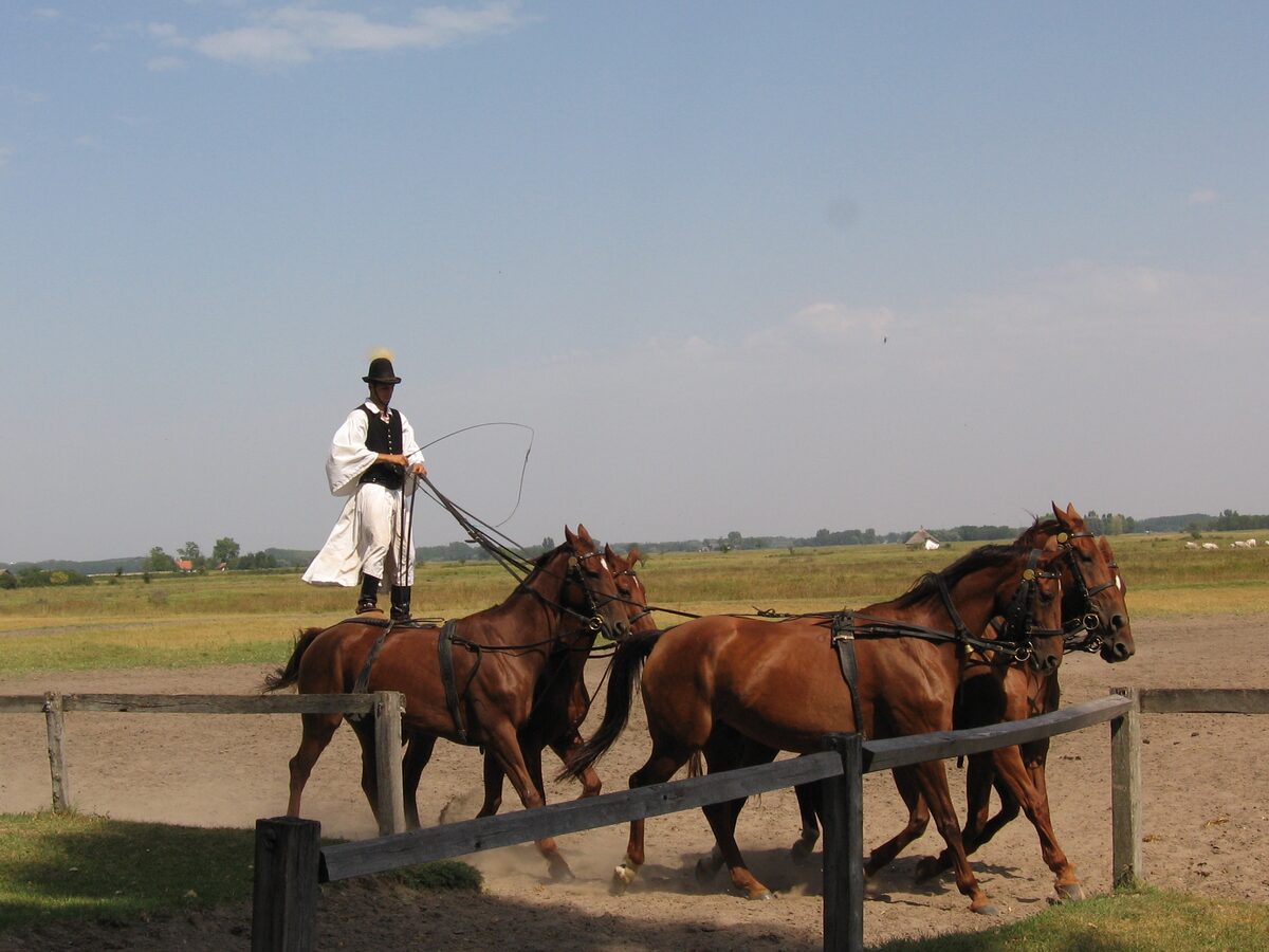 A csikós in a white shirt and black hat standing on the backs of galloping chestnut horses, driving a team across the Bugac puszta