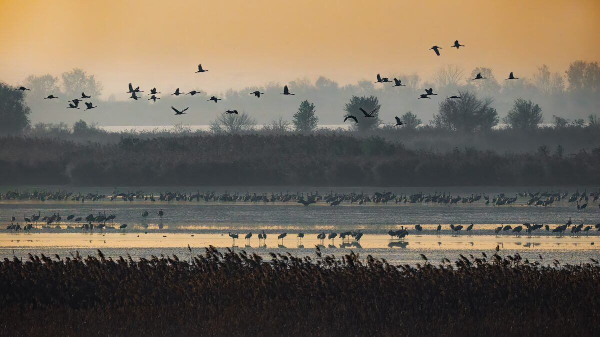 Flocks of cranes flying over the shallow Fehér-tó lake at golden hour, with reeds in front and a misty tree line behind