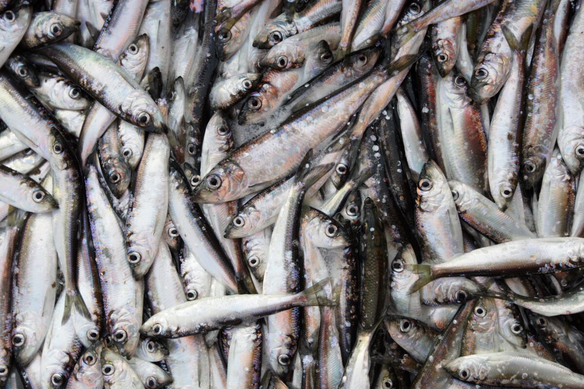 A heap of fresh whole Baltic herring