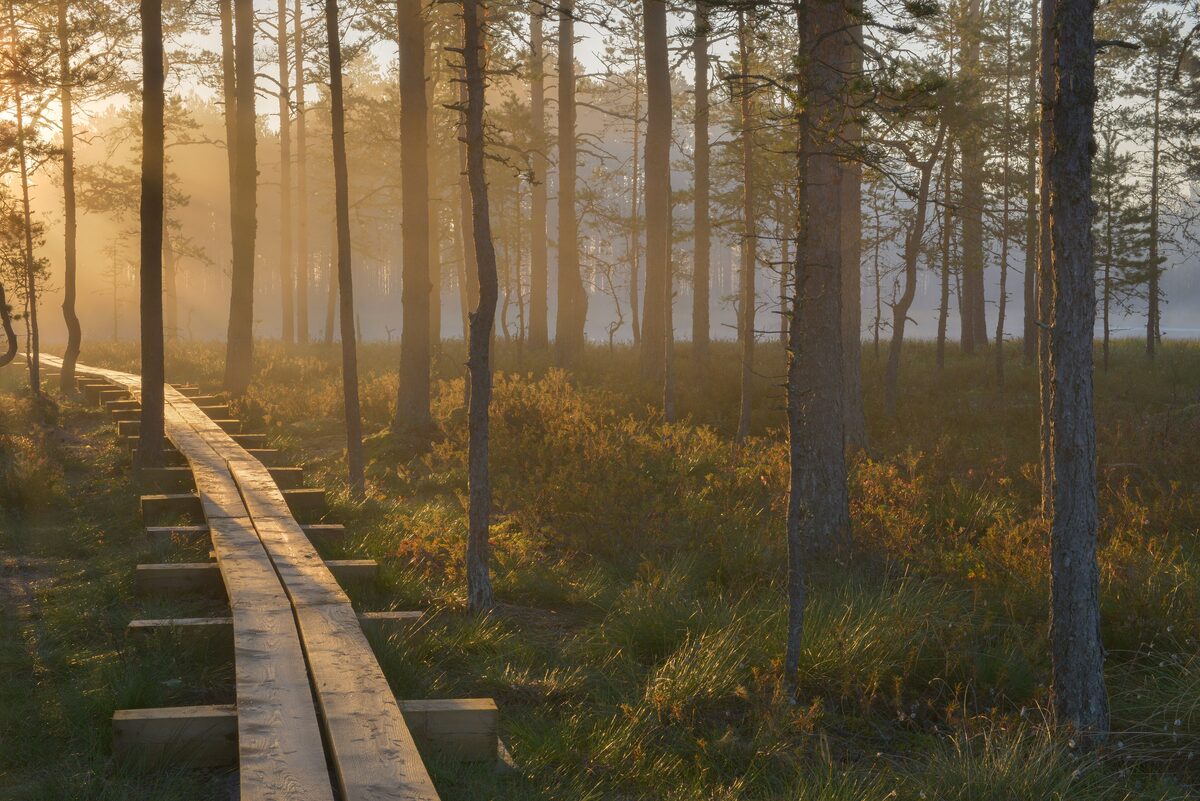 A wooden boardwalk with steps winds through pine trees in morning mist at Viru Bog