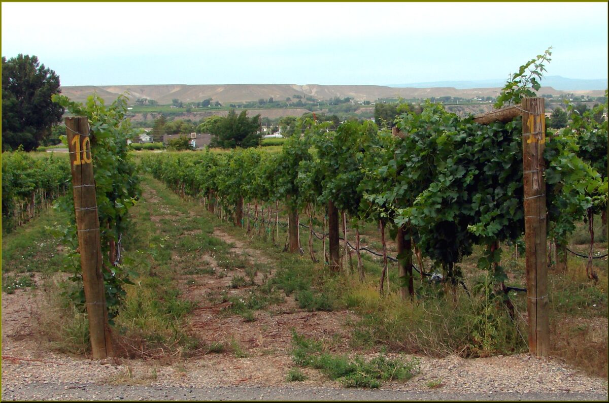 Grape vines on posts in a Palisade vineyard on the Western Slope