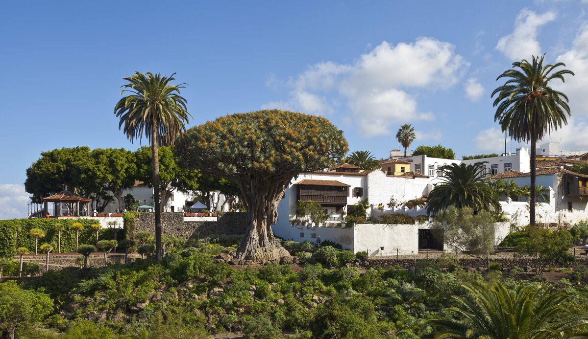 The Drago Milenario dragon tree beside the white houses of Icod de los Vinos