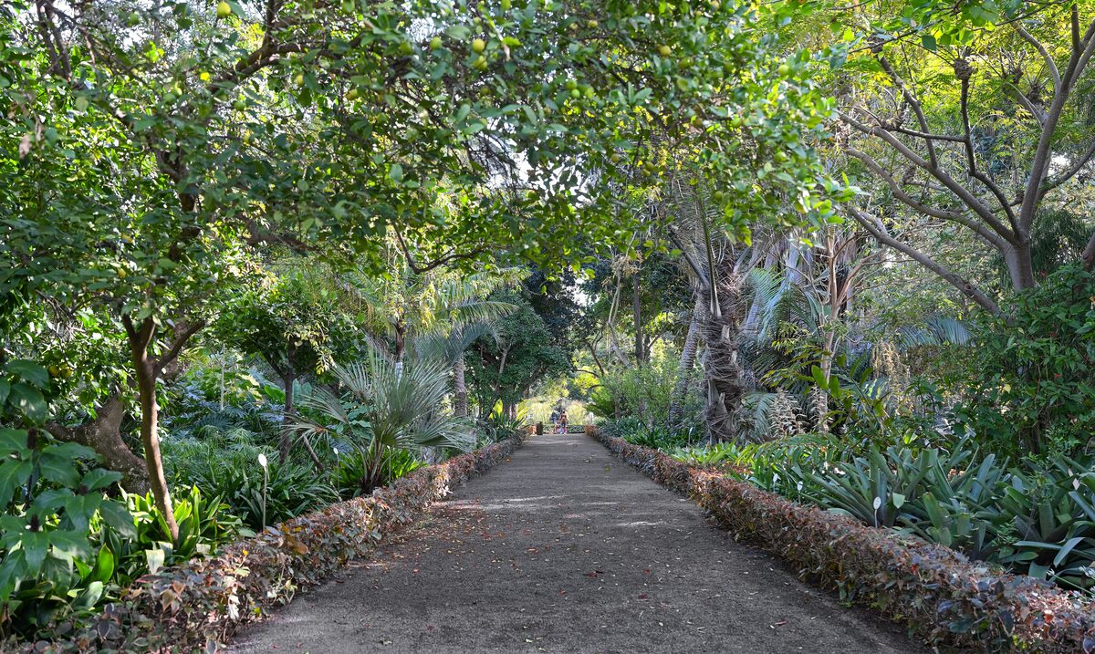 The main alley of the Jardín Botánico in Puerto de la Cruz, lined with trees and shrubs