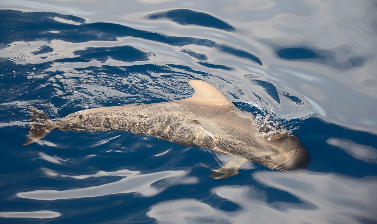A pilot whale at the surface of the sea off Tenerife