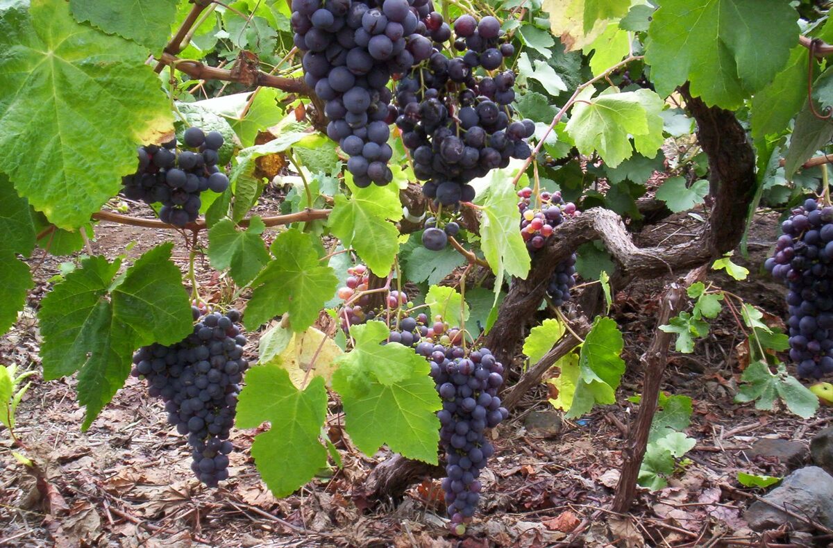 Bunches of dark listán negro grapes on an old Tenerife vine