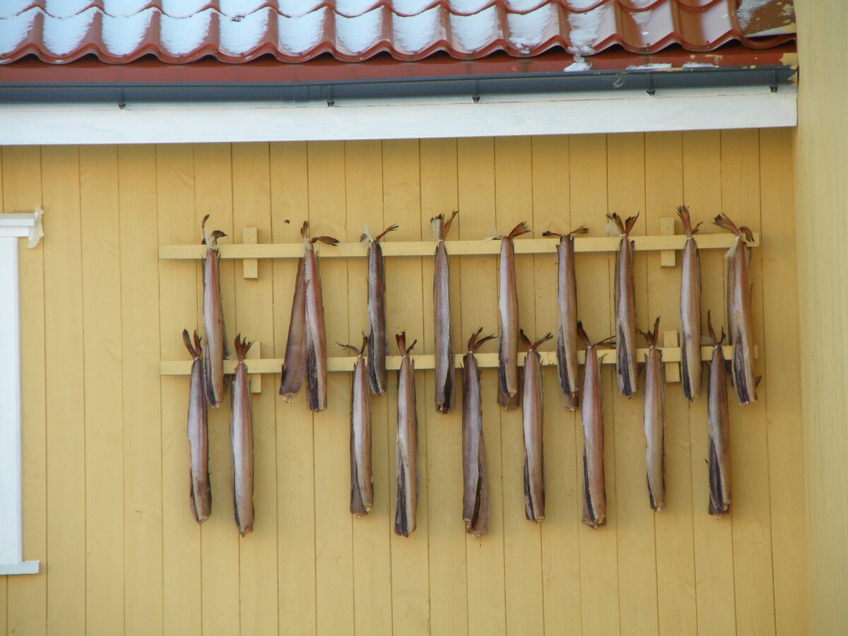 Split fish hung to dry under the roof of a yellow house, the old way to keep fish through winter