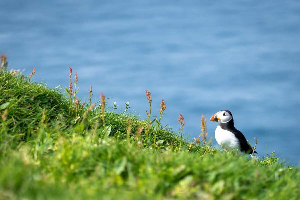 An Atlantic puffin on a grassy cliff edge above the blue sea on Mykines