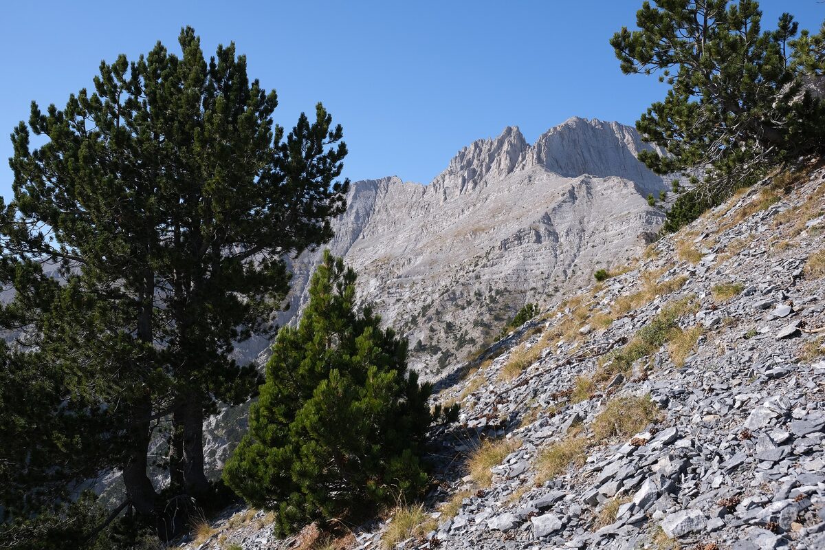 The pale rocky peaks of Mount Olympus rising above pine trees on a steep mountainside under a blue sky