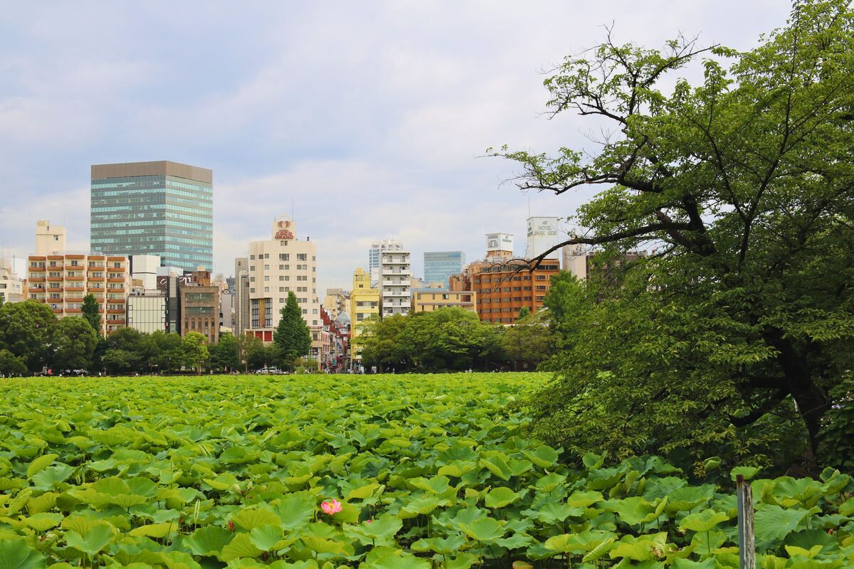 Green lotus leaves covering Shinobazu Pond in Ueno Park, with the city skyline beyond the trees