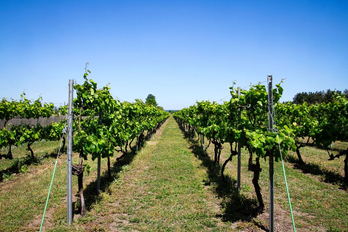 Neat rows of grapevines running toward the horizon under a bright blue sky