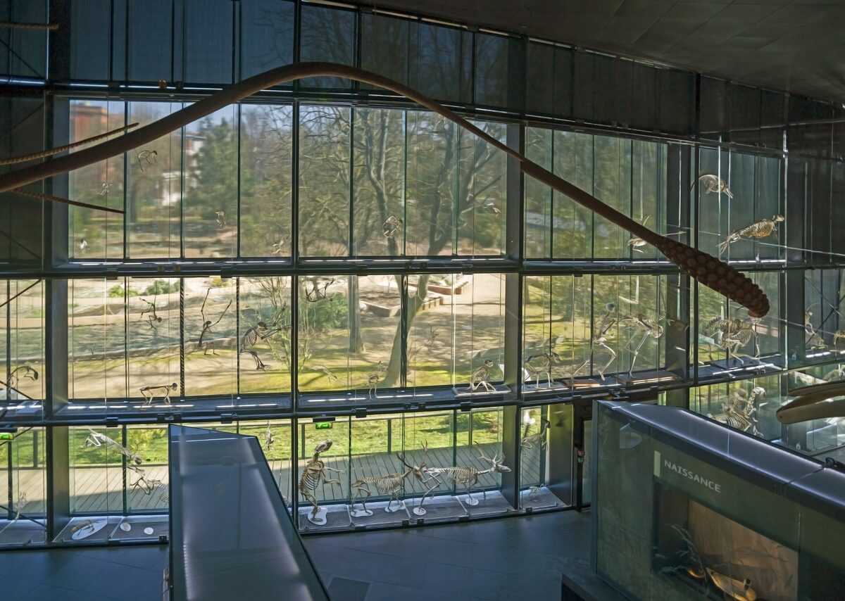 Animal skeletons and a long brown specimen in the glass-walled hall of the Muséum de Toulouse, with trees outside