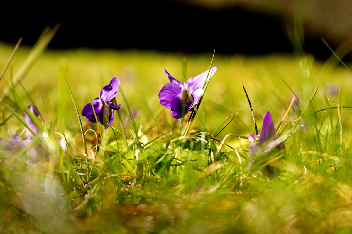 Wild purple violets growing in sunlit grass