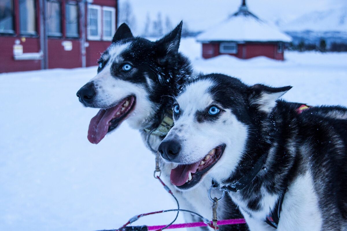Two blue-eyed huskies in harness with their tongues out, in the snow in front of a red wooden building