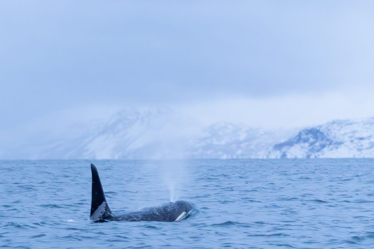 A killer whale with a tall dorsal fin surfacing in a wintry fjord with snowy mountains behind