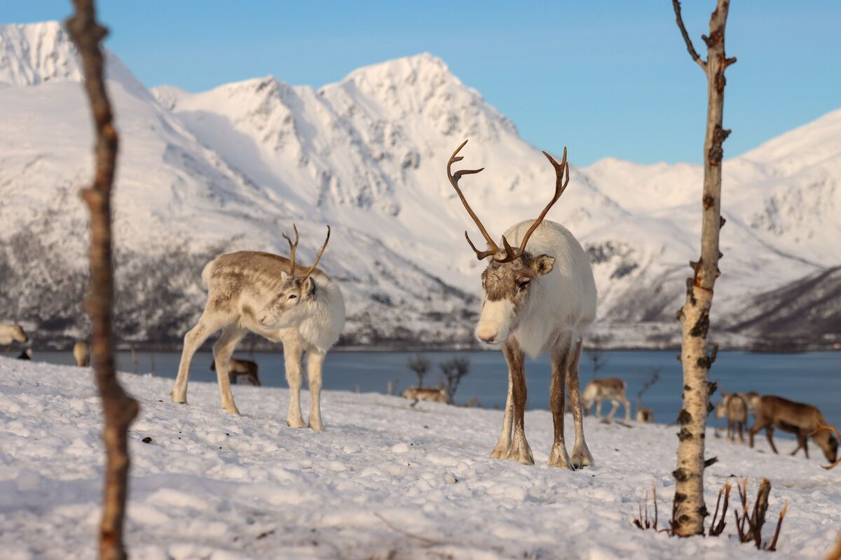 Two reindeer standing in the snow by a fjord, with snowy mountains behind and birch trunks in front