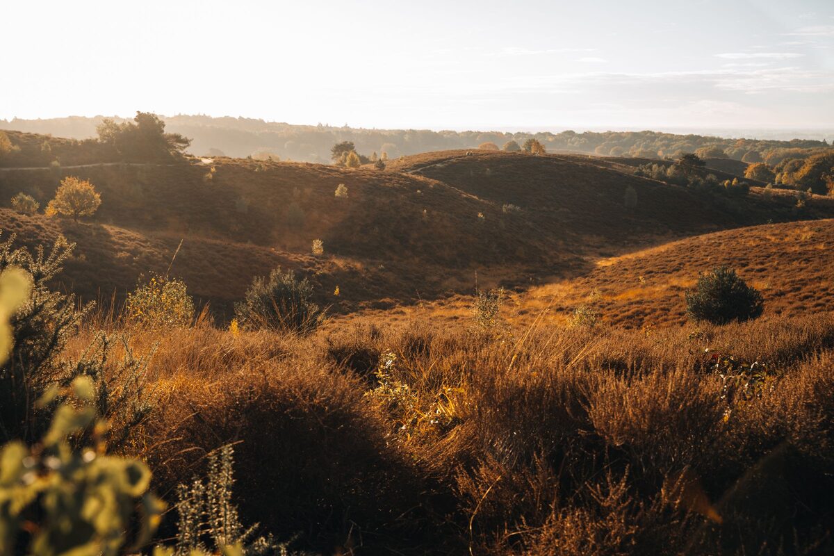Rolling heathland with golden grass and dark shrubs in the low morning sun at the Hoge Veluwe