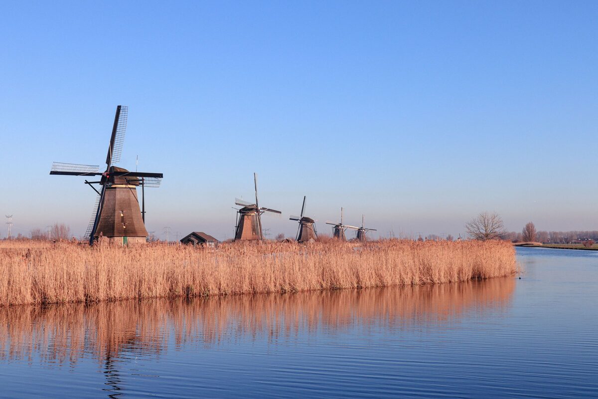 A row of traditional windmills behind golden reeds on the edge of a calm canal at Kinderdijk, under a clear blue sky